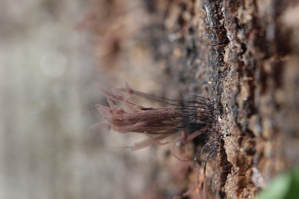 Sahmenstände Fadenstäubling